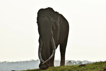 An old Elephant with long tusks
