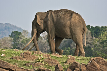 An old Elephant with long tusks