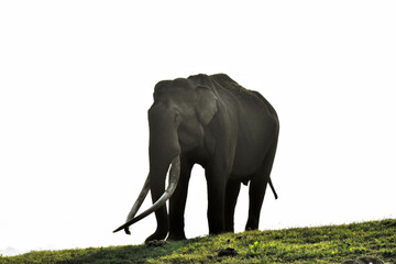 An old Elephant with long tusks