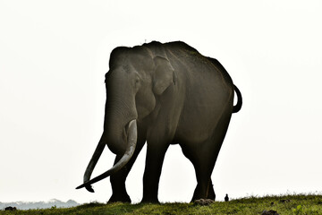 An old Elephant with long tusks