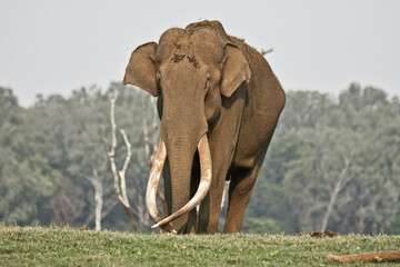An old Elephant with long tusks