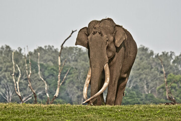 An old Elephant with long tusks