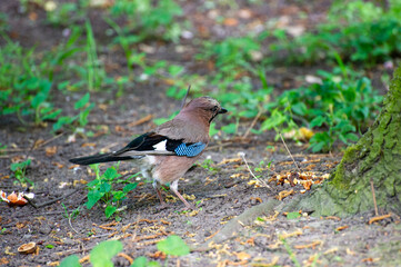 an eurasian jay bird on the ground looking for food