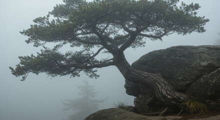 Mystical tree silhouette against a misty landscape, creating a serene and atmospheric natural scene