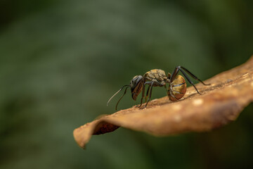 Close up of Camponotus Sericeiventris, the shimmering golden sugar ant