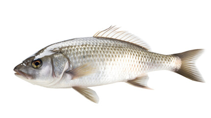 fish transparent background png