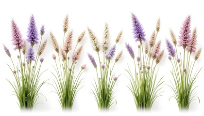 Naklejka premium Blooming bunch of cute hare's tail grass isolated on white background