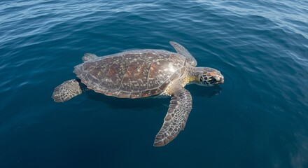 Fototapeta premium Magnificent Sea Turtle Swimming Gracefully in the Deep Blue Ocean Water