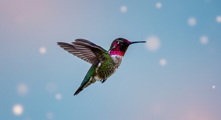 Fototapeta premium Hummingbird in flight
