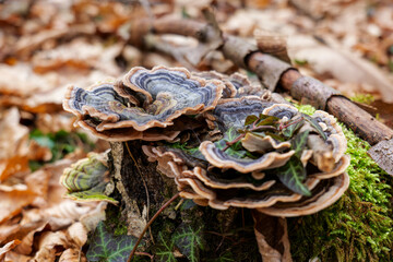 Forest Mushroom
A multicolored mushroom that lives under the trees of the chestnut forest, it has acquired a color pattern in the form of rings that resemble the inner lines of the surrounding tree tr