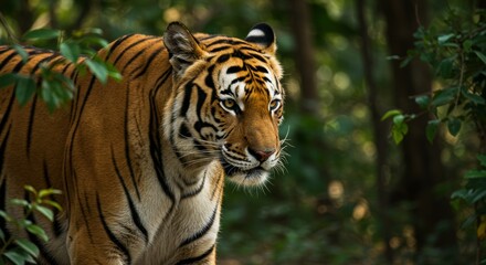 Fototapeta premium Magnificent Bengal Tiger Prowling Through Lush Green Forest Undergrowth