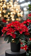 Vibrant poinsettia in a modern pot