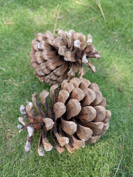 Close-Up of a Chir Pine Cone on Grass: Macro shot of a dry Chir Pine (Pinus roxburghii) cone resting on grass, showing detailed seed scales. Captured in daylight with a Pixel 7 in a Himalayan forest

