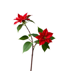 poinsettia plant, Isolated on white Background.