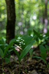 Lilies of the valley. Lilies of the valley in the wilderness. White flowers in the forest