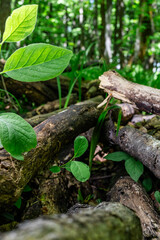 Forest floor, close-up of leaves and logs