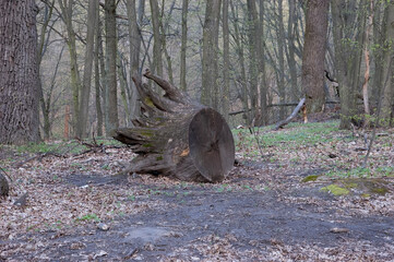 an old uprooted stump lies in the woods