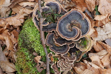 Forest Mushroom
A multicolored mushroom that lives under the trees of the chestnut forest, it has acquired a color pattern in the form of rings that resemble the inner lines of the surrounding tree tr