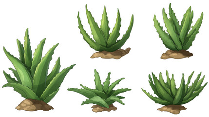 Fototapeta premium Growing aloe vera clusters a symbol of resilience and healing in the desert garden painted in on transparent background