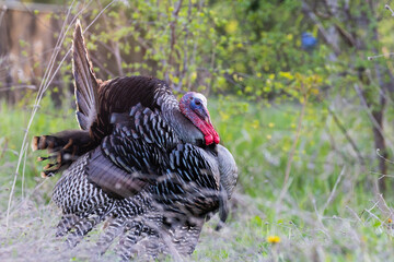 wild turkey (Meleagris gallopavo) in spring