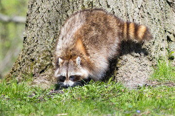 American, northern or common raccoon (also spelled racoon) in spring