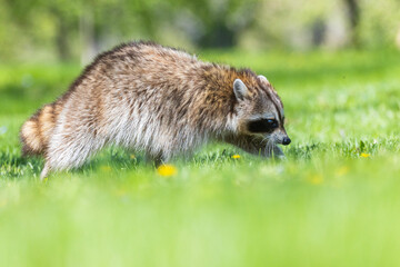 American, northern or common raccoon (also spelled racoon) in spring