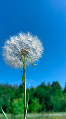 White fluffy dandelion close-up against blue sky and green grass