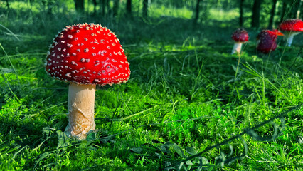 Bright red fly agaric against the background of green grass in the forest close-up