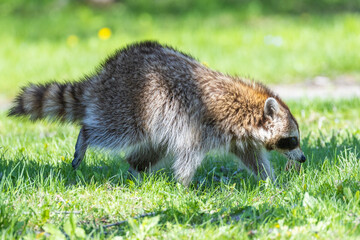 American, northern or common raccoon (also spelled racoon) in spring
