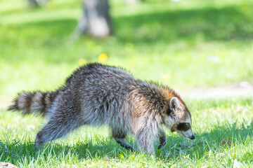 American, northern or common raccoon (also spelled racoon) in spring