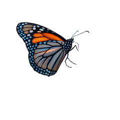 Detailed monarch butterfly with intricately patterned wings is elegantly displayed on transparent background