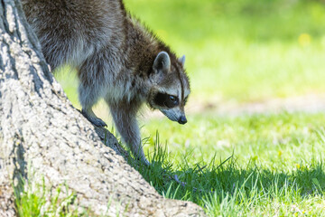 American, northern or common raccoon (also spelled racoon) in spring
