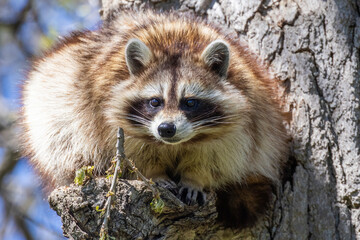 American, northern or common raccoon (also spelled racoon) in spring