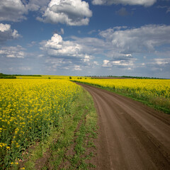 Agro-industrial fields of Ukraine. Black earth lands of the central zone of Ukraine. Rapeseed fields. Industrial crop has blossomed. Vast fields and horizons. Yellow color is in fashion.Minimalism.