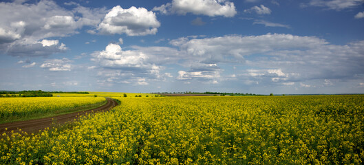 Agro-industrial fields of Ukraine. Black earth lands of the central zone of Ukraine. Rapeseed fields. Industrial crop has blossomed. Vast fields and horizons. Yellow color is in fashion.Minimalism.