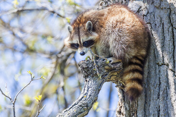American, northern or common raccoon (also spelled racoon) in spring