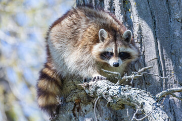 American, northern or common raccoon (also spelled racoon) in spring