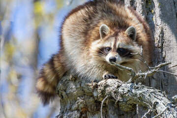 American, northern or common raccoon (also spelled racoon) in spring