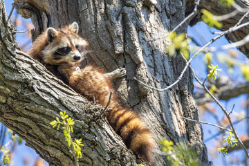 American, northern or common raccoon (also spelled racoon) in spring