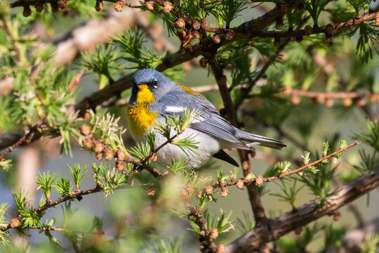 Male northern parula (Setophaga americana) singing in spring