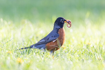 American robin  with earthworms