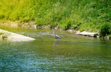 A stork in the river