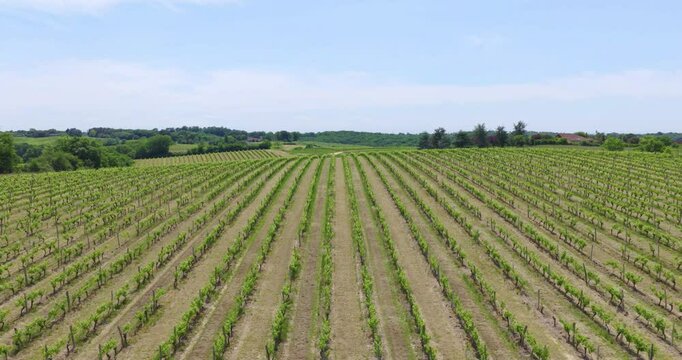 Vol lent au dessus des vignes
