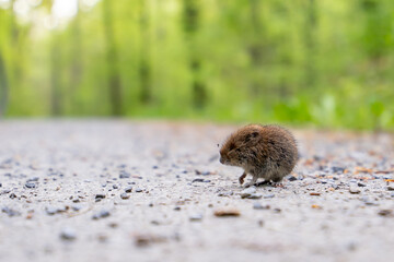 Maus
