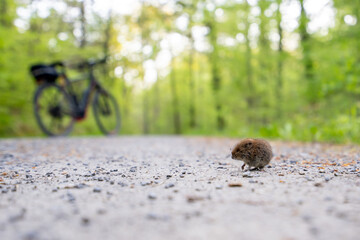 Maus