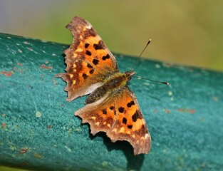 C-Falter (Polygonia c-album) Nahaufnahme