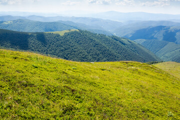 rolling scenery with grassy alpine meadow. vacation season. scenic carpathian mountain landscape of borzhava ridge. popular travel destination of ukraine on a sunny day in summer