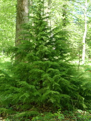 Choina Mertensa (Tsuga mertensiana) © k.mejdej