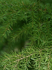 Choina Mertensa (Tsuga mertensiana) © k.mejdej