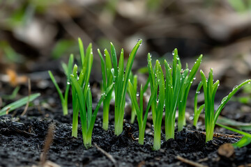 A close up of fresh green sprouts emerging from dark soil with water droplets on the leaves in spring